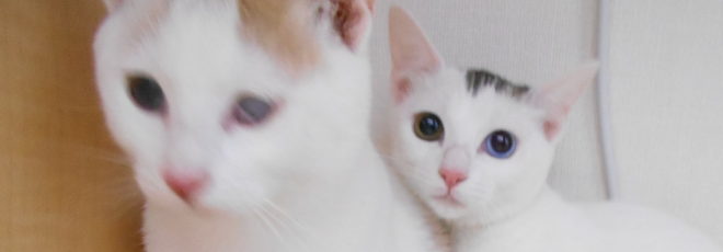 オッドアイの美猫ちゃんと 茶白の猫ちゃん 里親募集中 さくら動物病院