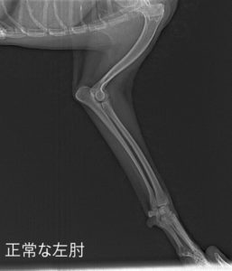 症例紹介 トイプードルの肘関節外側脱臼の一例 さくら動物病院